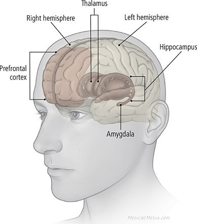 Psicologo Capoterra Enrico Ginelli Depressione Personalità Ippocampo Amigdala